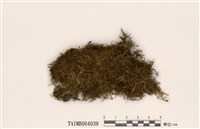 藏品(長肋青苔)的圖片